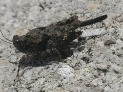 Tetrigoidea