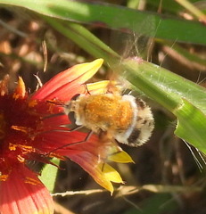 Heterostylum robustum