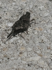 Tetrigoidea