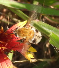 Heterostylum robustum