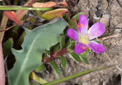 Brewer's redmaids (Calandrinia breweri)