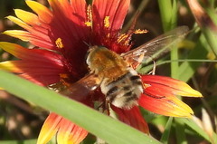 Heterostylum robustum