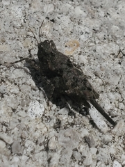 Tetrigoidea