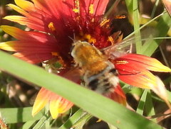 Heterostylum robustum