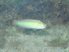 Xyrichtys splendens