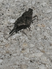 Tetrigoidea