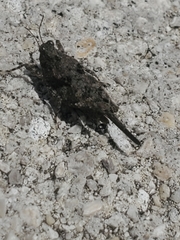Tetrigoidea