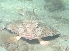 Ogcocephalus cubifrons