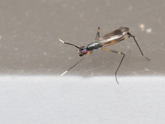 Rainieria antennaepes