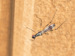 Rainieria antennaepes