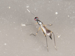 Rainieria antennaepes