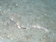 Ogcocephalus cubifrons