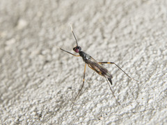 Rainieria antennaepes