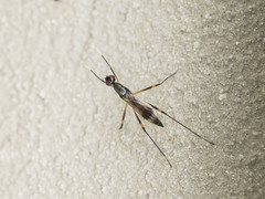 Rainieria antennaepes