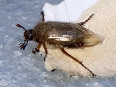 Amphimallon solstitiale