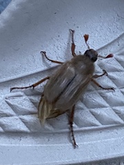 Amphimallon solstitiale