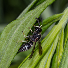 Euodynerus leucomelas