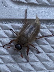 Amphimallon solstitiale