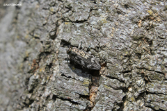 Chrysobothrini