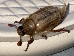 Amphimallon solstitiale