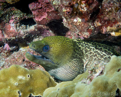 Undulated Moray photo 4