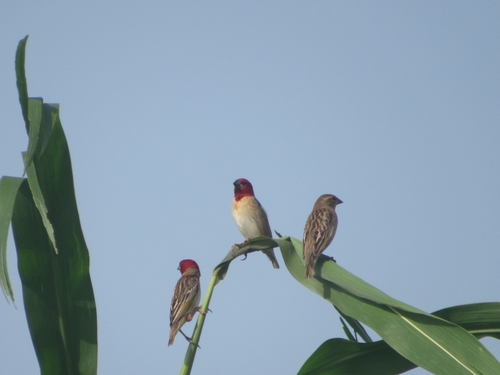 Red-headed Quelea (Quelea erythrops), photo 5