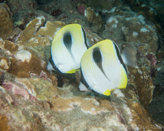 Chaetodon unimaculatus