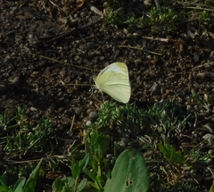 Pieris rapae