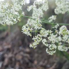 Galium lucidum