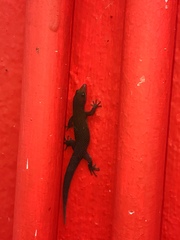 Sphaerodactylus rosaurae