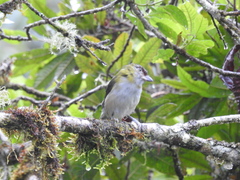 Cyclarhis nigrirostris