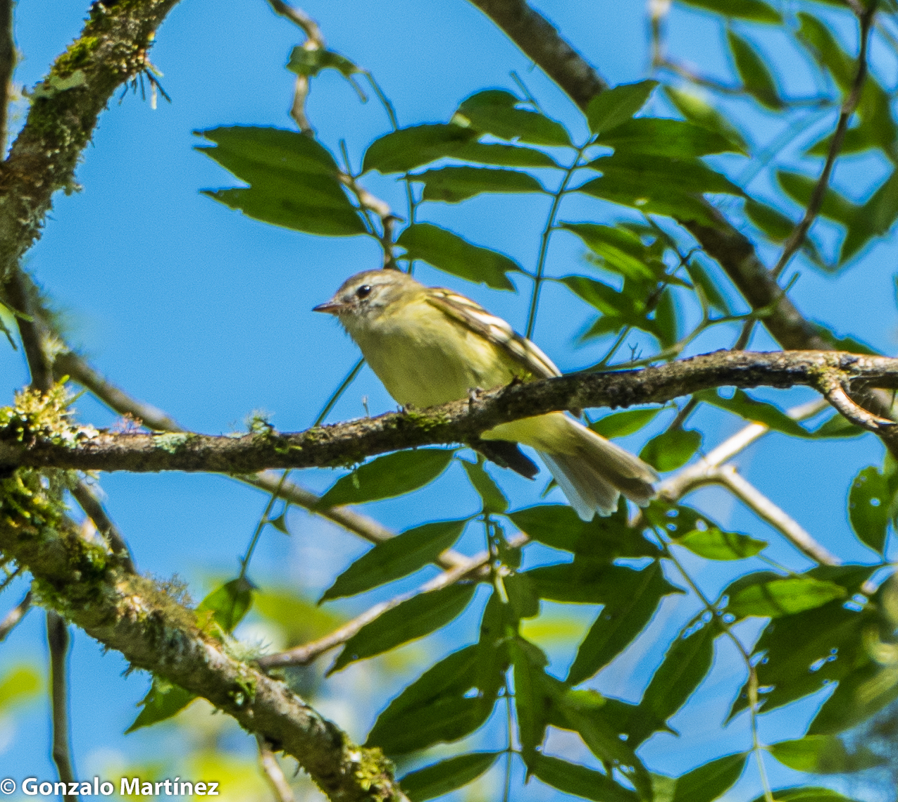 Sclater's Tyrannulet (Phyllomyias sclateri), photo 9