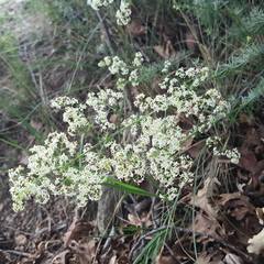 Galium lucidum