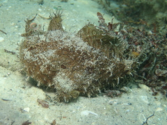 Antennarius scaber