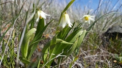 Fritillaria liliacea