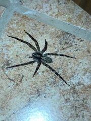 Acanthoctenus