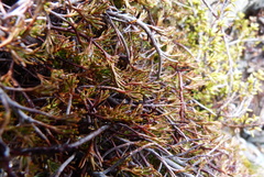 Dracophyllum pronum