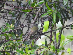 Mionectes striaticollis