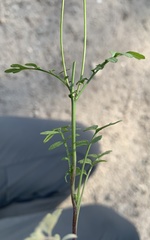 Descurainia nelsonii