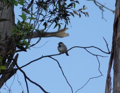 Passer domesticus