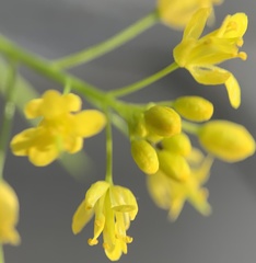 Descurainia nelsonii