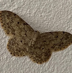 Idaea libycata