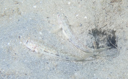 Comma goby (Ctenogobius saepepallens) — Gobiidae — 4