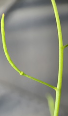 Descurainia nelsonii