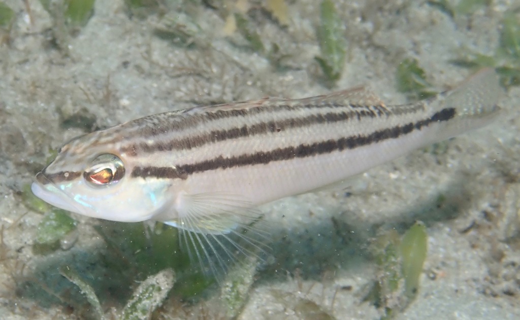 Dwarf Sand Perch (Saltwater Fish of Mississippi) · iNaturalist