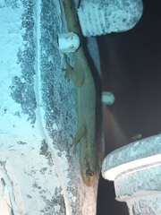 Phyllodactylus palmeus