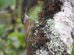 Lepidocolaptes lacrymiger