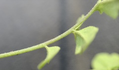 Descurainia nelsonii