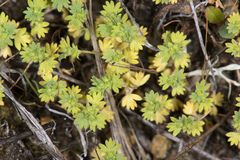 Alchemilla occidentalis