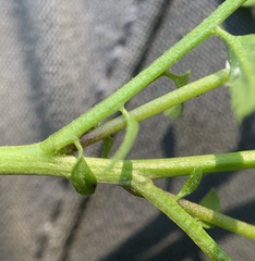 Descurainia nelsonii